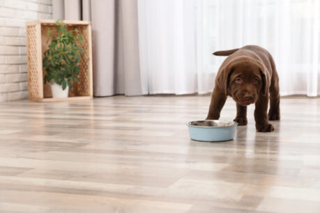 puppy eating from bowl on wood-look floor panels